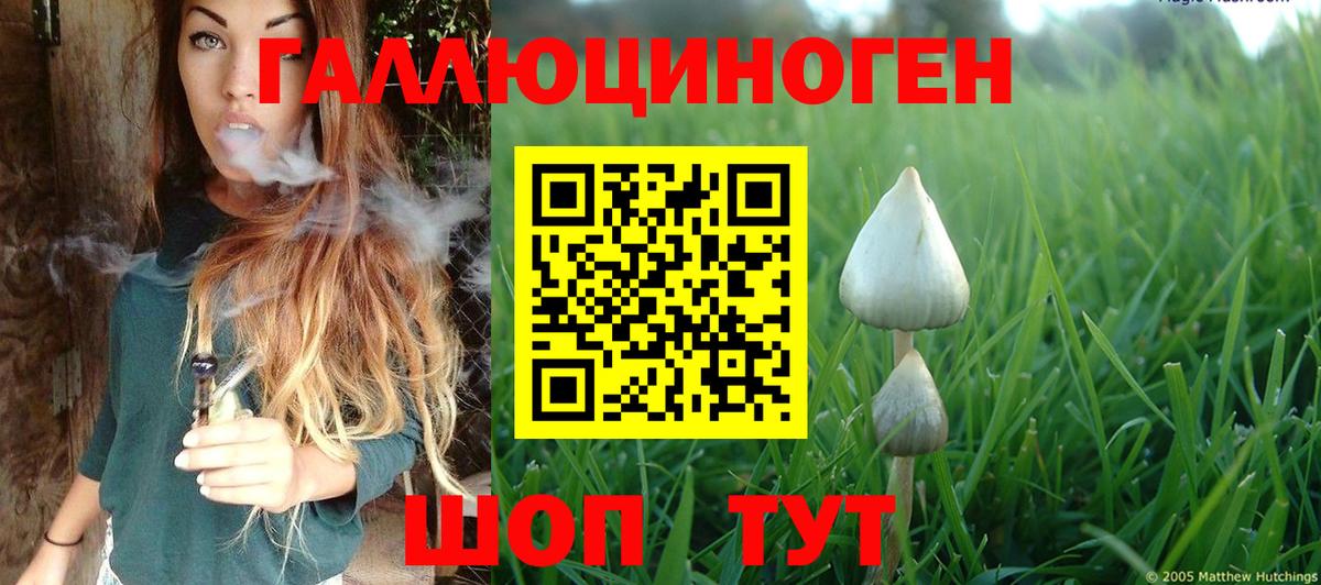 Псилоцибиновые грибы Psilocybe Свободный